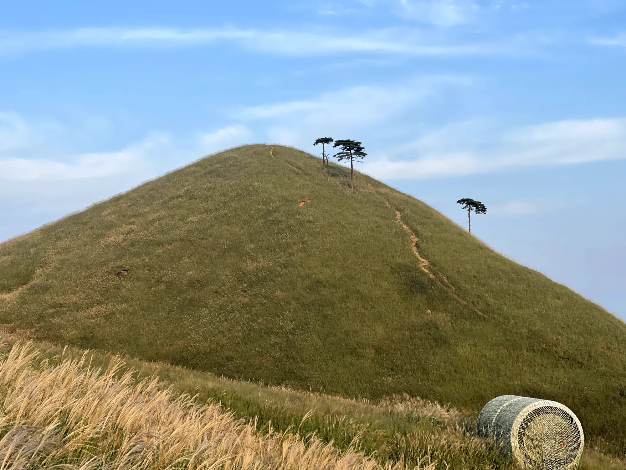 草甸山坡、树木和石刻