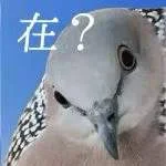 公众号原文封面：当你迷茫时，听听珠颈斑鸠的话吧