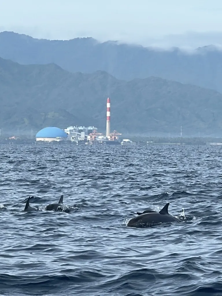 海豚浮出水面，远处是岸线