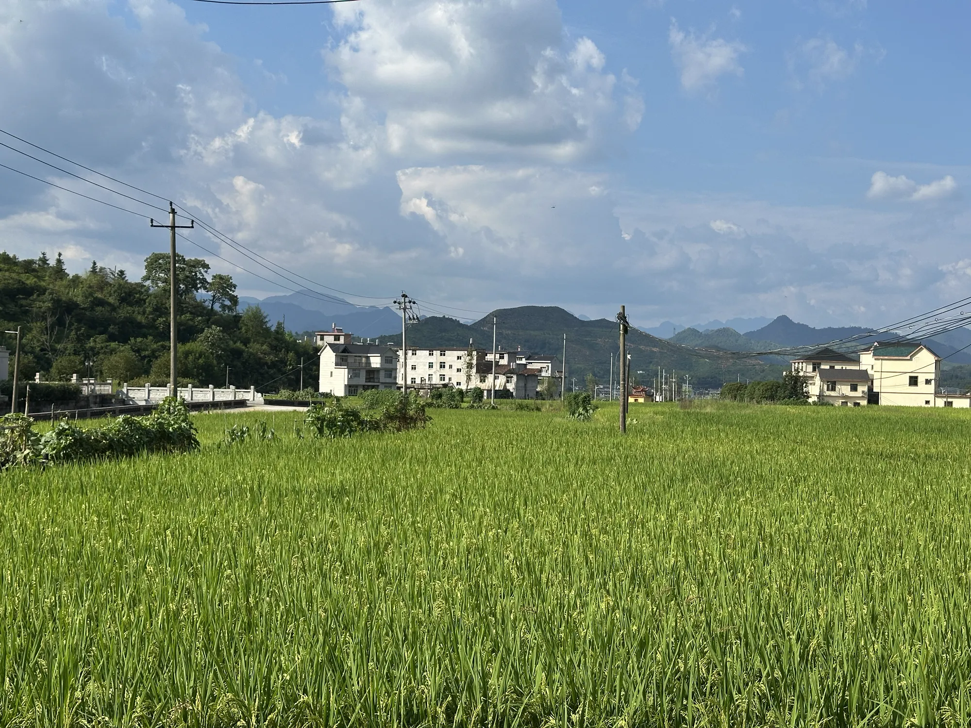 稻田和远处的山