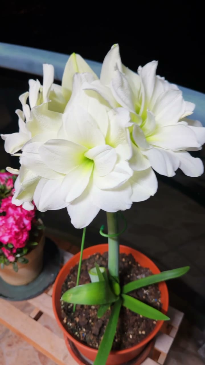 生活随想与日常