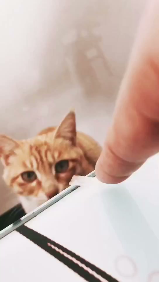 当年的视频记录